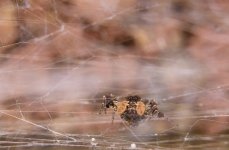 IMG_20221019_144636.jpg