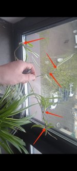 IMG_20230427_185924.jpg