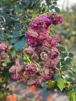 IMG_2394.jpeg
