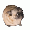 8f5e3ac35f12d3c0c731f8e79f06e496 (2).gif 8f5e3ac35f12d3c0c731f8e79f06e496 (2).gif