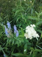IMG_20240713_205004.jpg