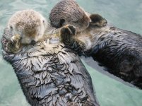 potd_sleeping_sea_otter_5_703.jpg