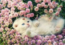 Screenshot_20241127_151332_Yandex Start.jpg