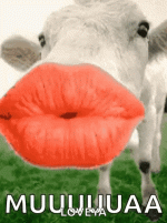 KissesCowGIF.gif