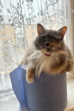 IMG_2111.jpeg