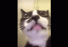 Ponchis201CatGIF.gif
