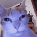 CatGIF.gif