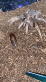1000317098.gif