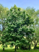 IMG_7307.jpeg