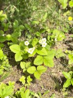 IMG_3092.jpeg