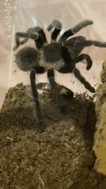 1000356744.gif