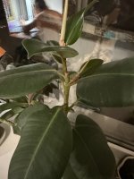 IMG_3272.jpeg IMG_3272.jpeg