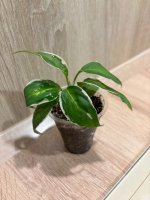 IMG_6040.jpeg