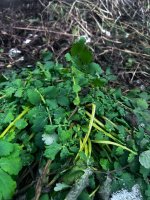 IMG_7087.jpeg