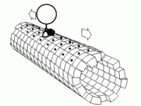 Kinesin_walking.gif