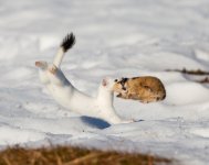 IMG_20260314_143658_871.jpg