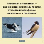 kosatka-i-kasatka.jpg