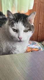 IMG_1717-compressed.jpeg