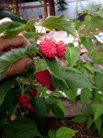 IMG_20210717_150417.jpg