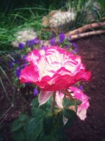 IMG_20210810_080924-01.jpeg