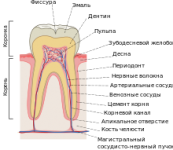 220px-Cross_sections_of_teeth_ru.svg.png 220px-Cross_sections_of_teeth_ru.svg.png