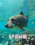 брдыщ.jpg