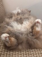 IMG_3150.jpeg