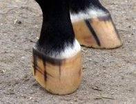 05ca6f178fe8db68efbcd1e9d2ec3d4b--horse-anatomy-mini-horses.jpg