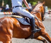 Horse-and-rider.jpg Horse-and-rider.jpg