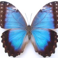 Ника444