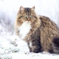 Алена З