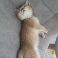 Молчок