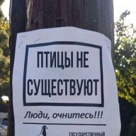 Фикус