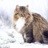Алена З